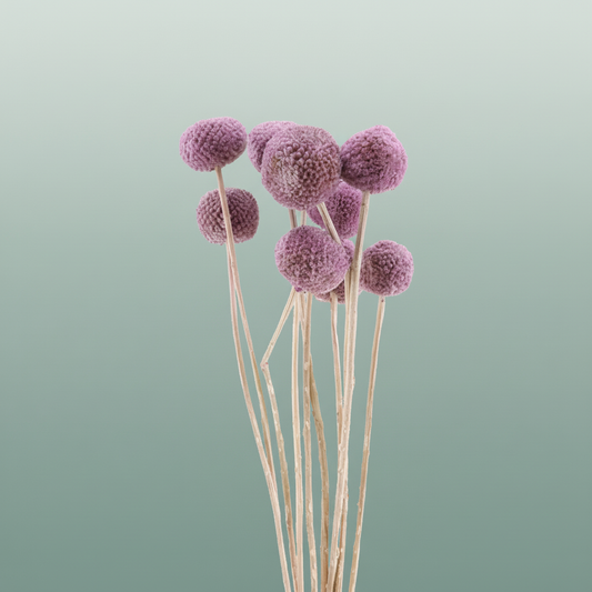 Pres Craspedia Giant Milka