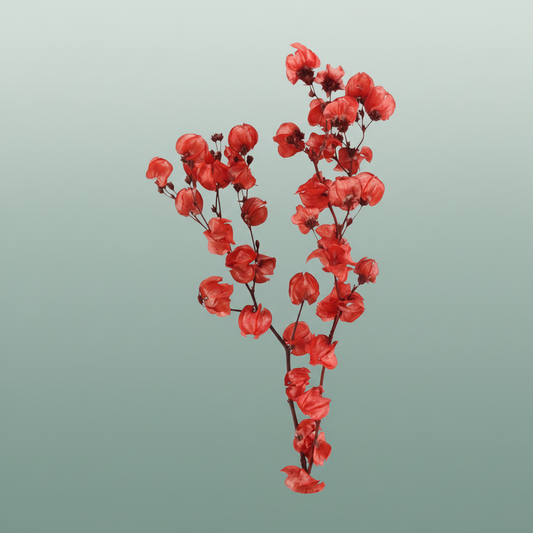 Dried Bougainvillea Red Bunch