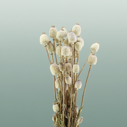 Dried Papaver Natural