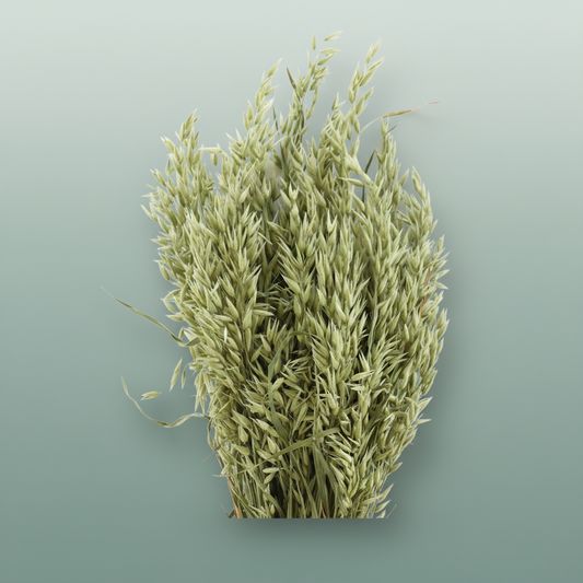 Dried Avena (haver) Natural