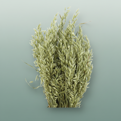 Dried Avena (haver) Natural