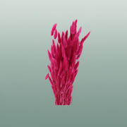 Dried Lagurus Cerise