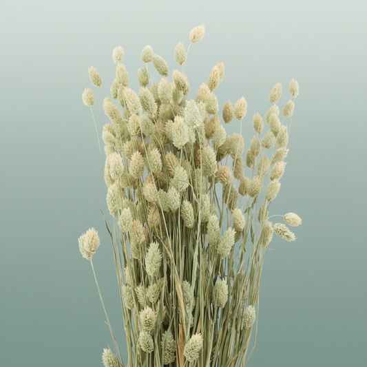 Dried Phalaris Natural