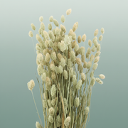 Dried Phalaris Natural