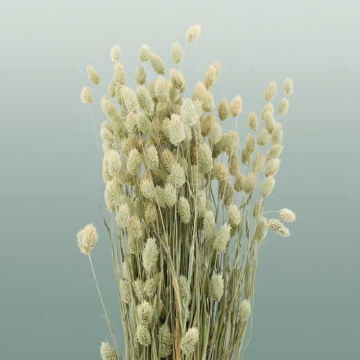 Dried Phalaris Natural