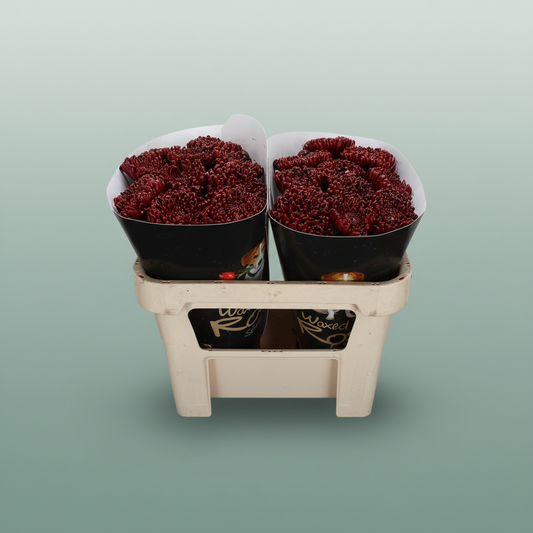 Wax Wax Chrysanthemum Bordeaux
