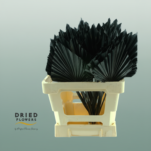Dried Palm Spear Small Black
