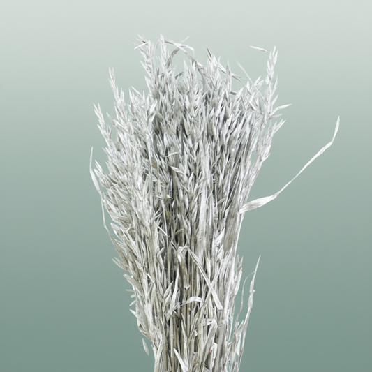 Dried Avena Silver