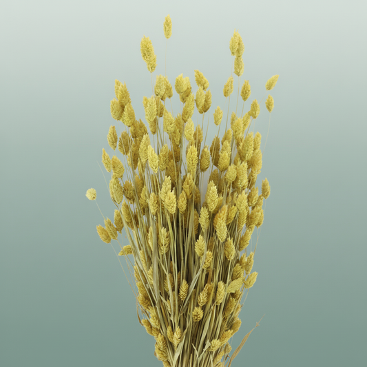 Dried Phalaris Frosted Yellow