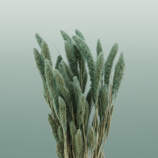 Dried Setaria Frosted Blue