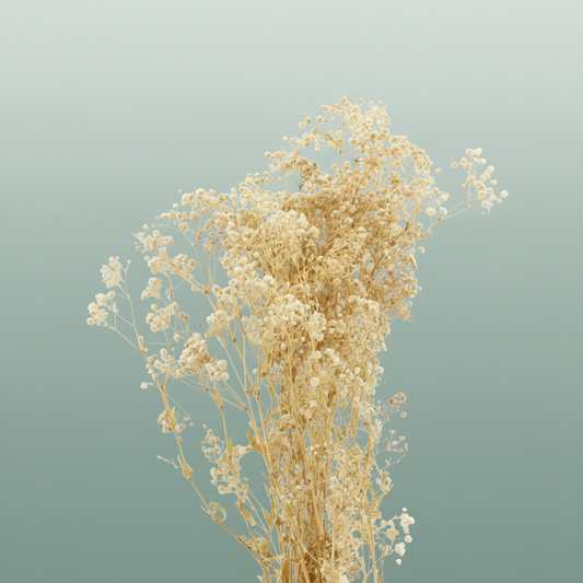 Pres Gypsophila Naturel Per