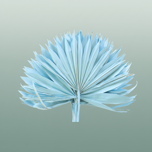 Dried Palm Sun Light Blue