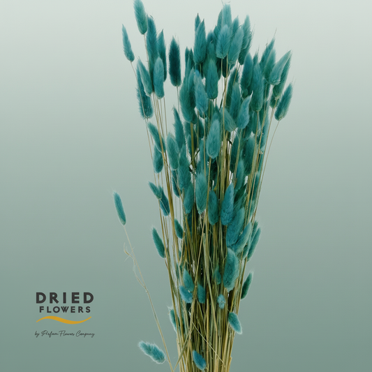 Dried Bleached Lagurus Dark Blue