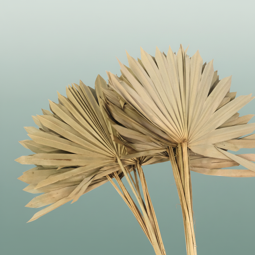 Dried Sun Spear Natural