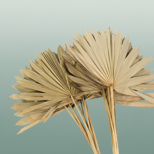 Dried Sun Spear Natural