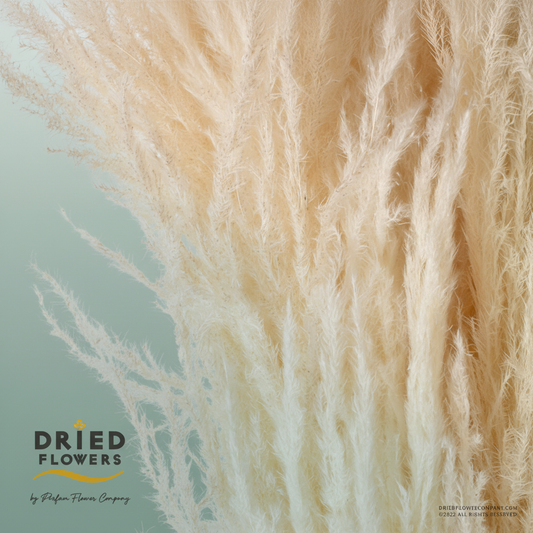 Dried Bleached Cortaderia Sacuara