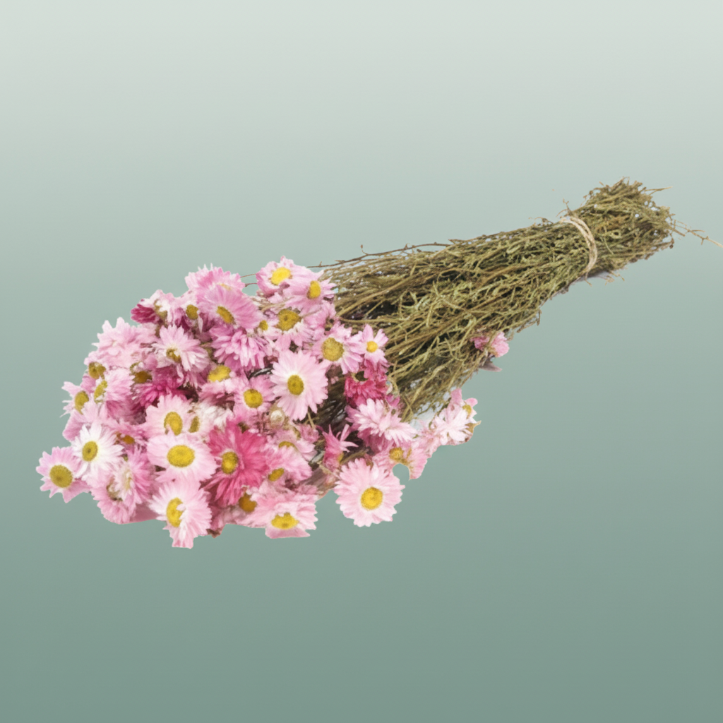 Dried Acroclinium Natural Pink