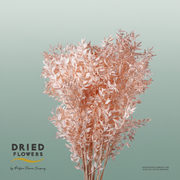 Dried Bleached Ruscus Salmon
