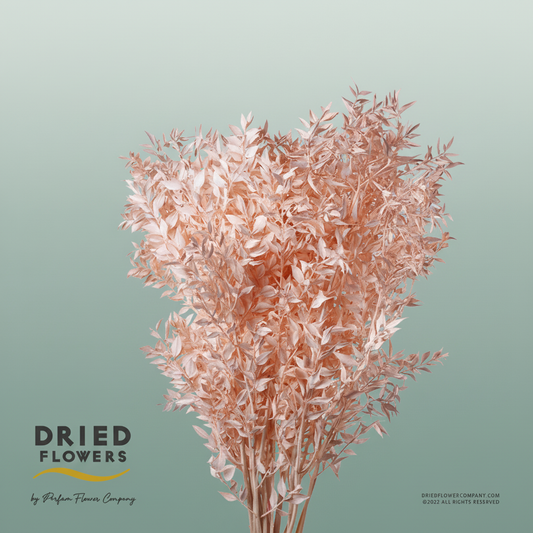 Dried Bleached Ruscus Salmon