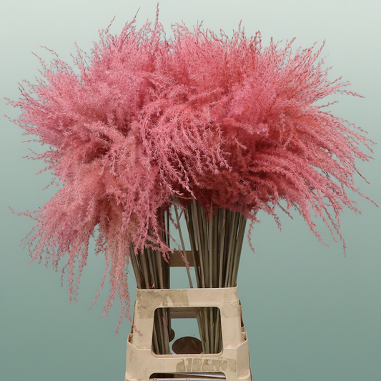 Dried Stipa Feather Light Pink