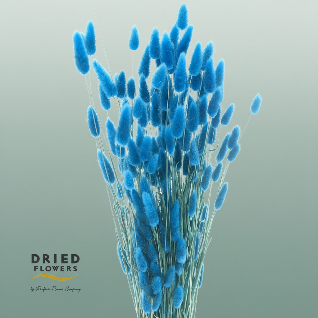 Dried Bleached Lagurus Blue