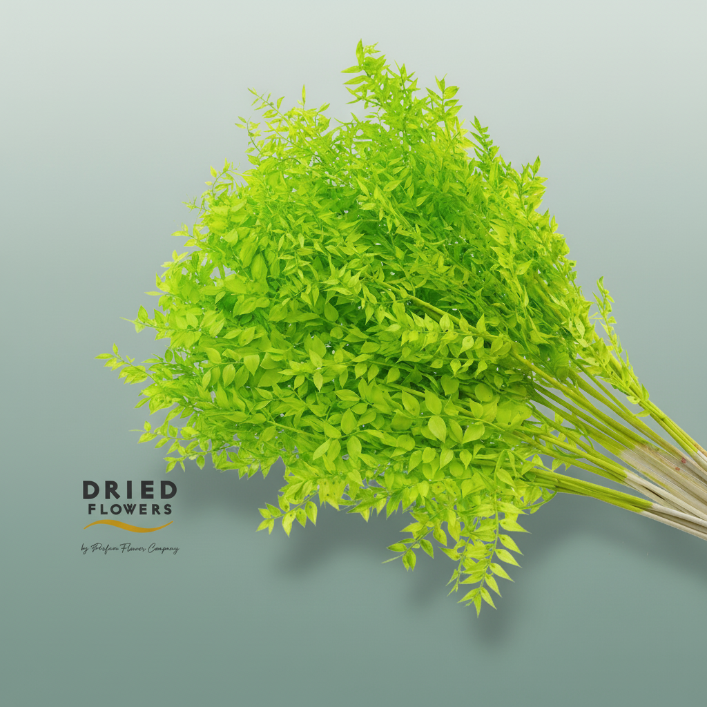 Dried Bleached Ruscus Apple Green