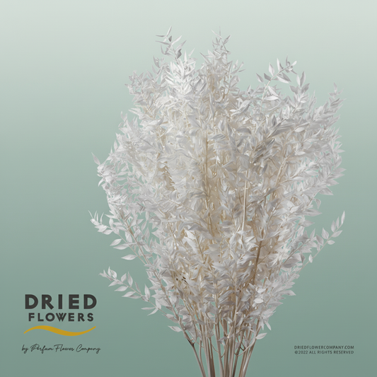 Dried Bleached Ruscus