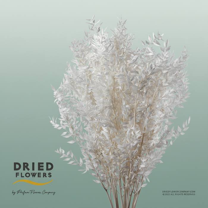 Dried Bleached Ruscus