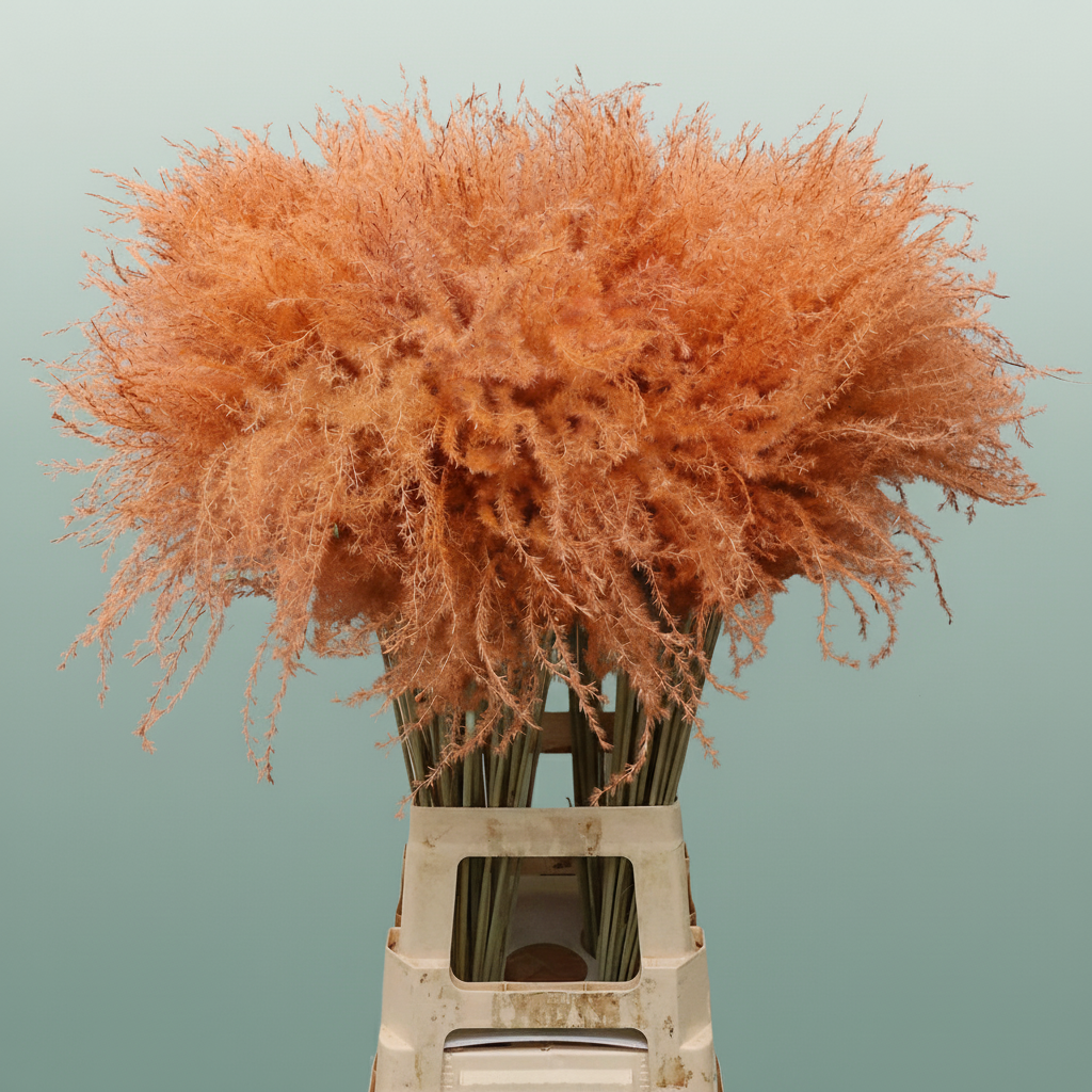 Dried Stipa Feather Salmon