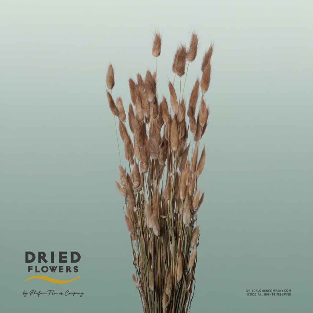 Dried Lagurus Natural