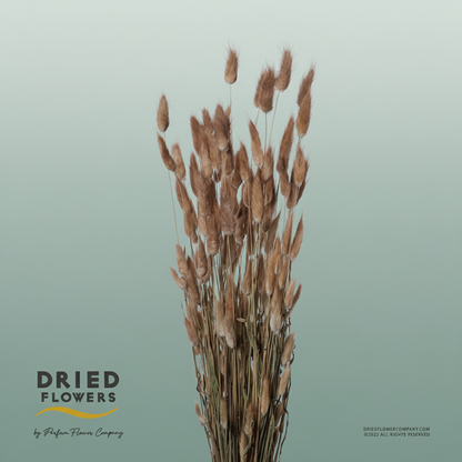 Dried Lagurus Natural