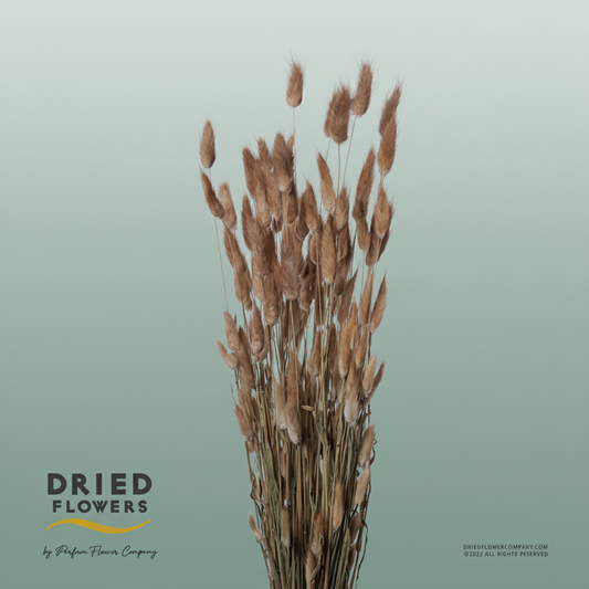 Dried Lagurus Natural