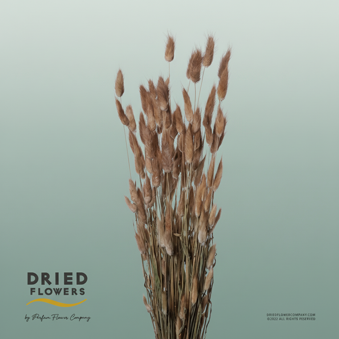 Dried Lagurus Natural