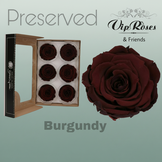 Rose Preserved Burgandy