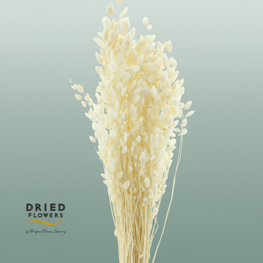 Dried Bleached Briza