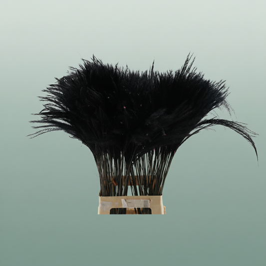 Dried Stipa Feather Black