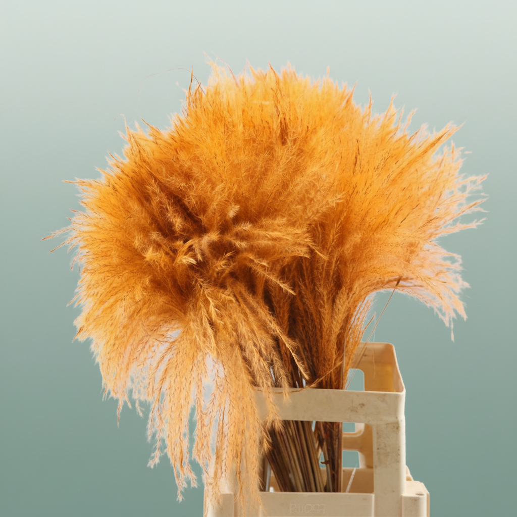 Dried Stipa Feather Orange