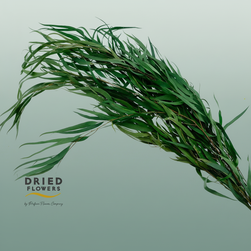 Dried Bleached Eucalyptus Exotica Dark Green