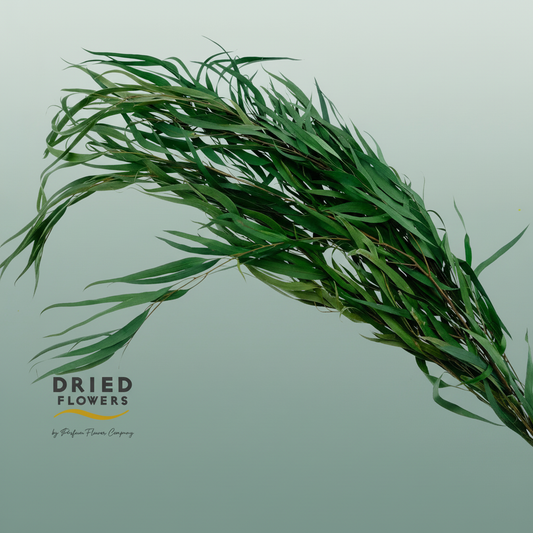 Dried Bleached Eucalyptus Exotica Dark Green