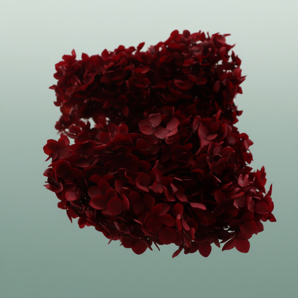 Pres Hydrangea Bordeaux