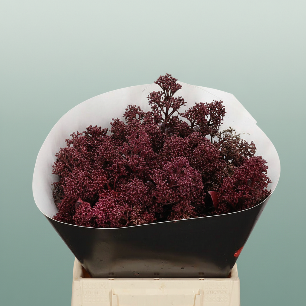 Wax Skimmia