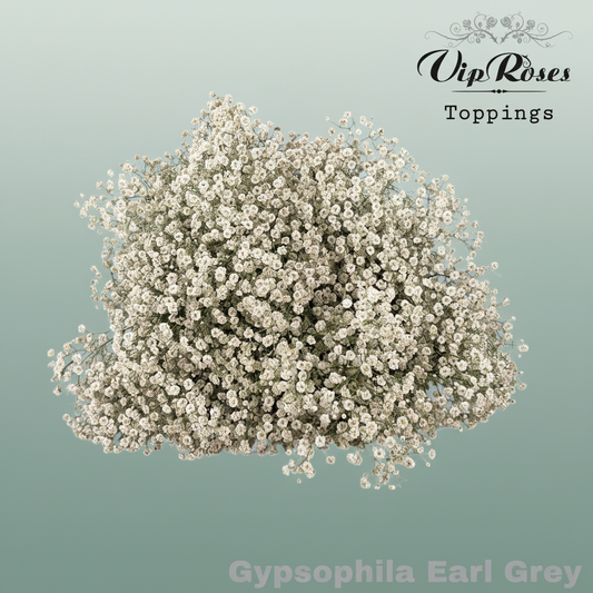 Gypsophila Dyed Earl Grey