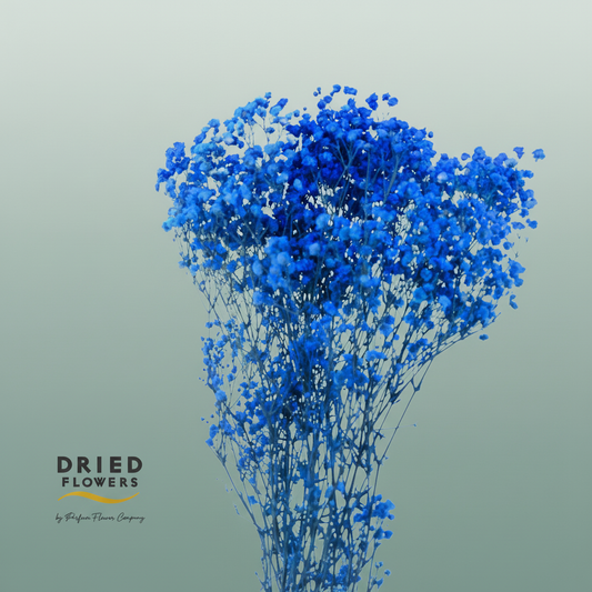 Dried Bleached Gypso Xlence Dark Blue