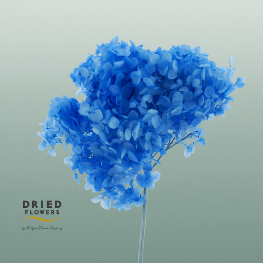Dried Bleached Hydrangea Anna Cobalt Blue