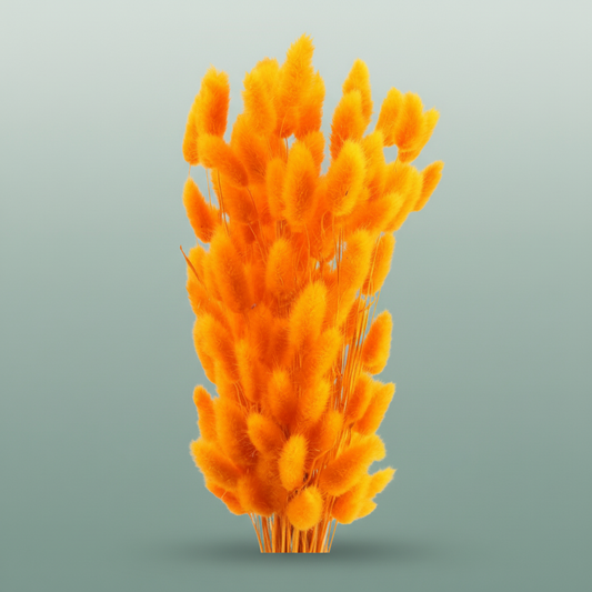 Dried Lagurus Orange
