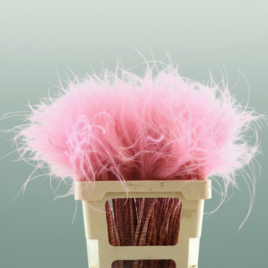 Dried Stypha Penata Light Pink