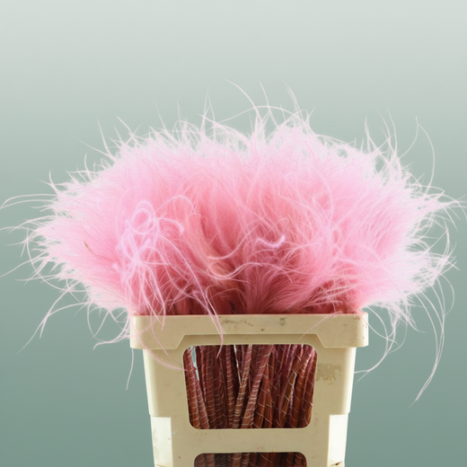 Dried Stypha Penata Light Pink