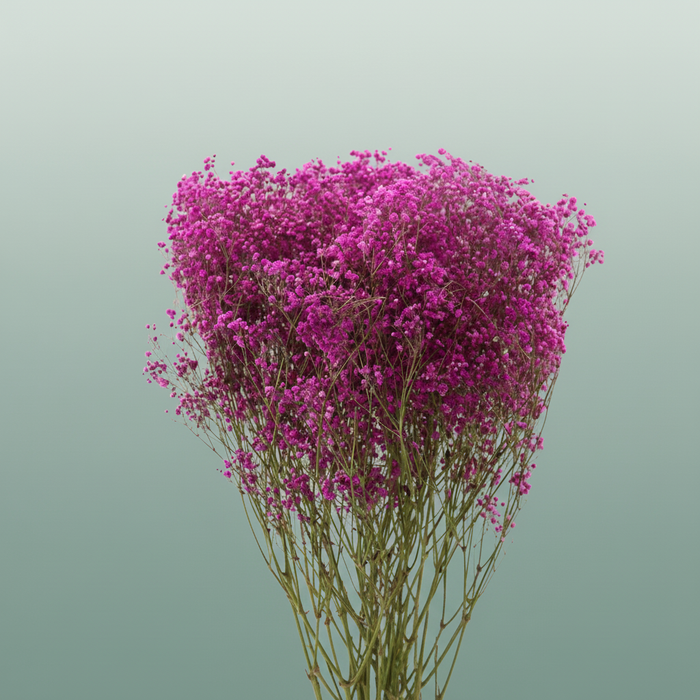 Dried Gyps Cerise