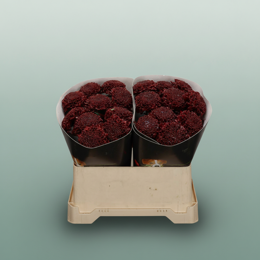 Wax Wax Chrysanthemum Flaming Burgundy
