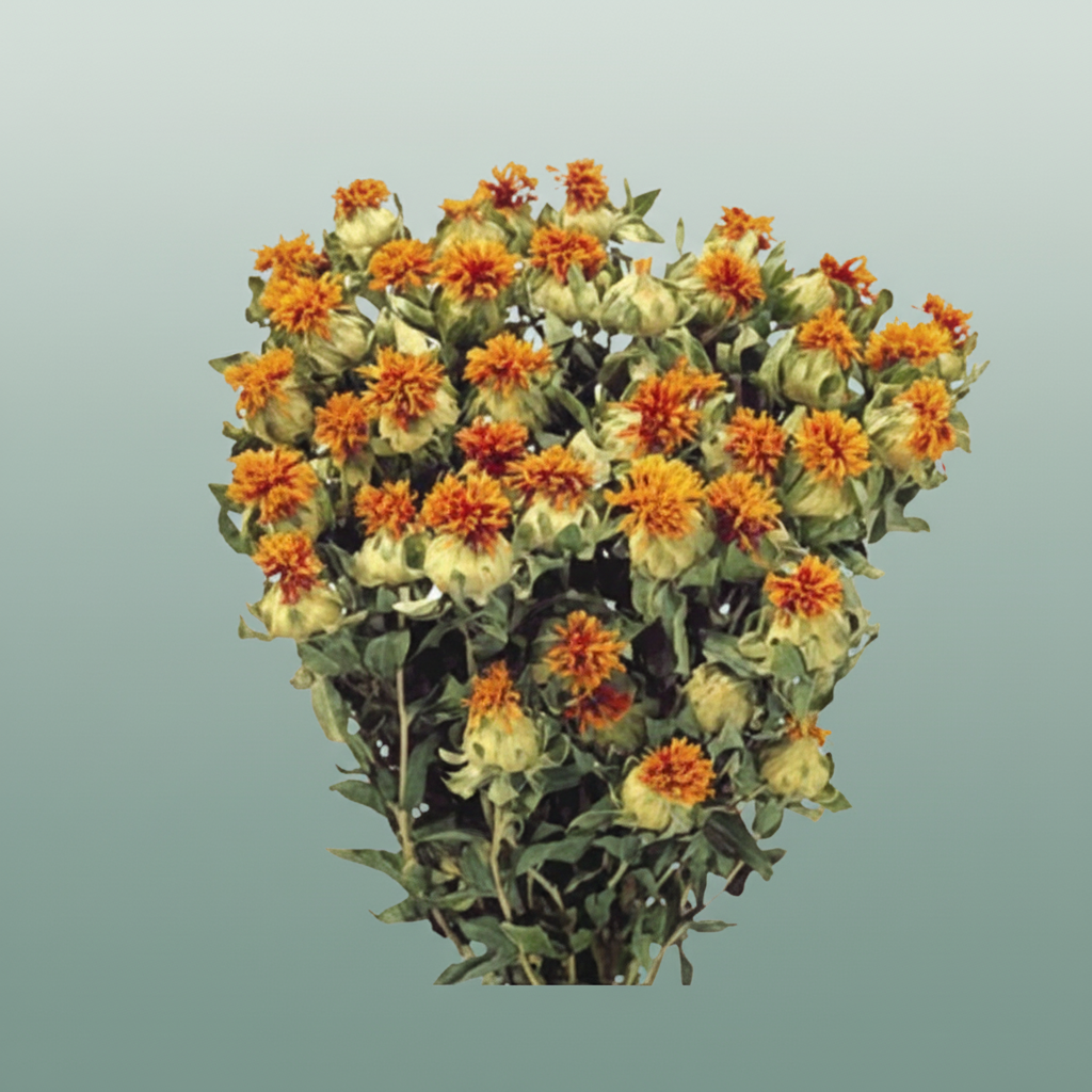 Dried Carthamus Orange